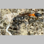Ammophila sabulosa - Sandwespe 64t Sandwespe-beim-Nestverschluss-Sandgrube-Niedringhaussee.jpg
